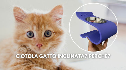 I Vantaggi delle Ciotole Rialzate e Inclinate per Gatti: Comfort, Stile e Benessere al Primo Posto - FOURZAMPE